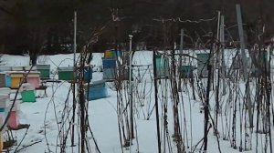 Зимовка поздних отводков в шестирамочных ульях из ППС. Зимовка в пеноплексе. Улья из пеноплекса.