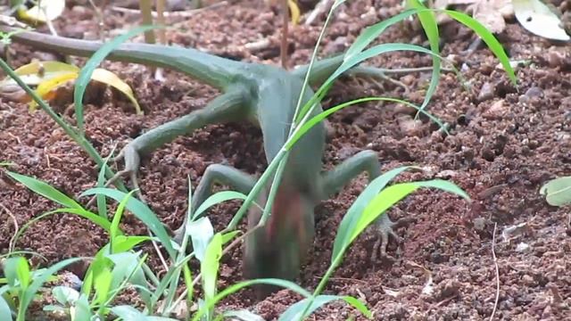 Beautiful Lizards Hide her Eggs | Reptiles - Green Lizards | Lizards Amazing Life | Lizards Part 4 смотреть онлайн