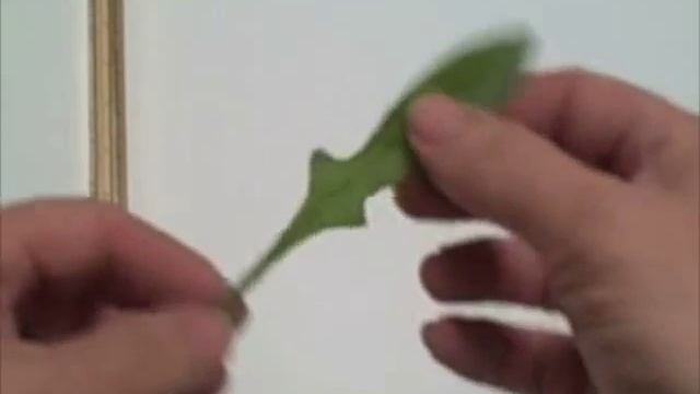 EatTheWeeds: Episode 10: Rumex (Sorrel) смотреть онлайн