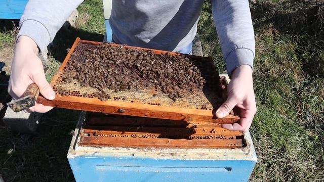 Можно ли застудить расплод в феврале, смотрим результат. смотреть онлайн