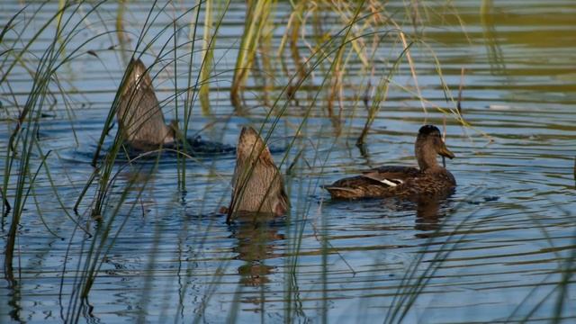 Лесное озеро в Каннельярви, Ленинградская область смотреть онлайн