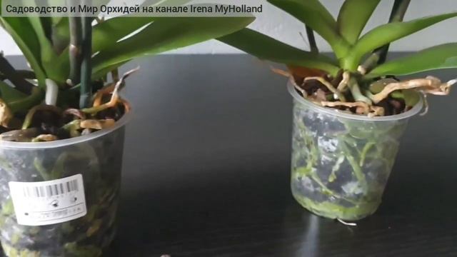 Распаковка и осмотр корней у красавиц орхидей смотреть онлайн
