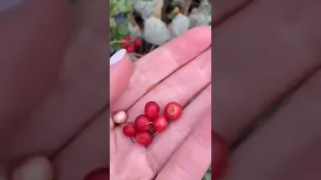 Белый мох Югры. Sphagnum. Добро пожаловать в Югру. Красота Югры. #хмаоюгра #shorts смотреть онлайн