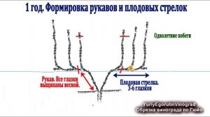 ? Обрезка винограда по Гюйо. Лучшая обрезка для поддержания высокого урожая и выбраной формы куста.