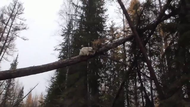 Воспитание щенка лайки. Махтал. часть-1 смотреть онлайн