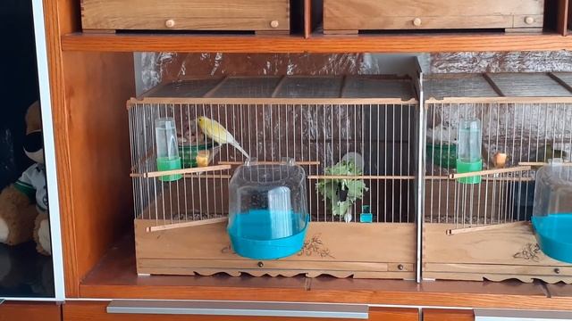 Разведение канареек . Кормление птенцов. смотреть онлайн