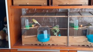 Разведение канареек . Кормление  птенцов.