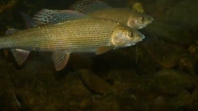 Европейский хариус (лат. Thymallus thymallus) смотреть онлайн