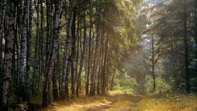 Лес смотреть онлайн