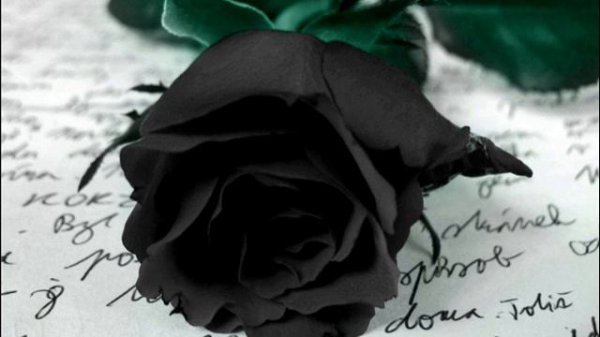 Black Rose-Fl Studio