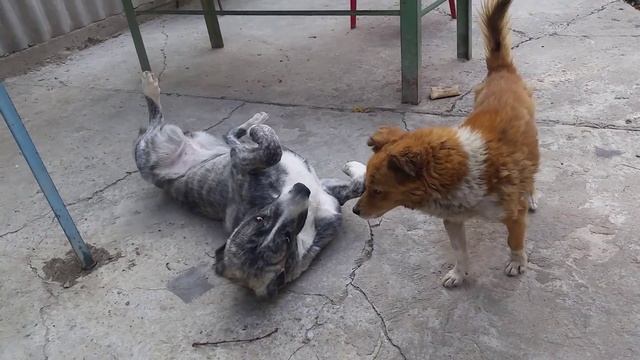 Маленькая дворняжка сломала большого Алабая. смотреть онлайн