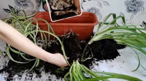 Хлорофитум уход и спасение