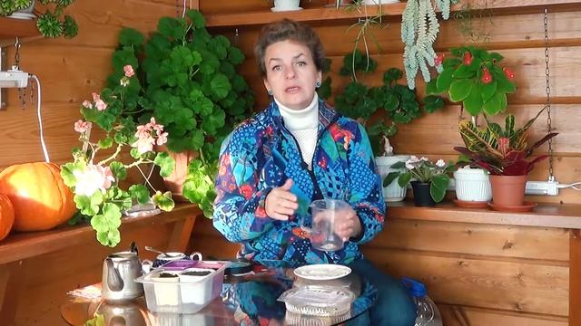 Как вырастить комнатную герань Пеларгонию из семян. Совет от Натальи Петренко смотреть онлайн