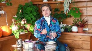 Как вырастить комнатную герань Пеларгонию из семян. Совет от Натальи Петренко