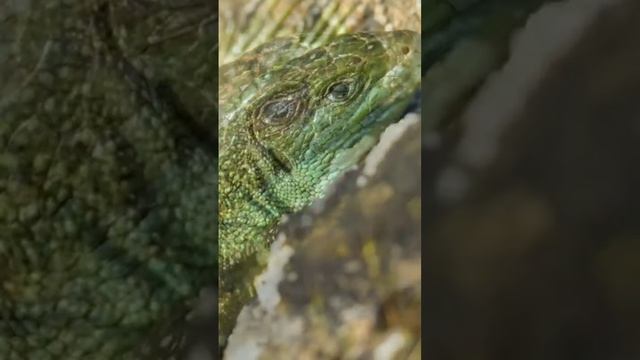 Ящерица. Красивая расслабляющая музыка. Релакс. смотреть онлайн