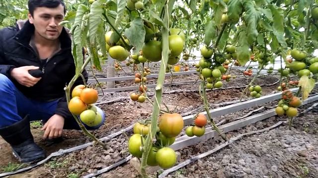 Бизнеси помидор дар гармхона. смотреть онлайн