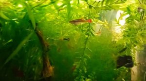 Как отличить самку от самца? Огненный барбус 🐠. как!??