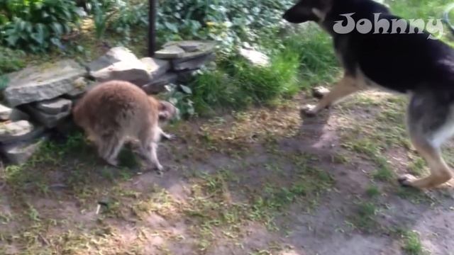 10 Сумасшедших битв животных снятых на камеру людьми / Часть 2 смотреть онлайн