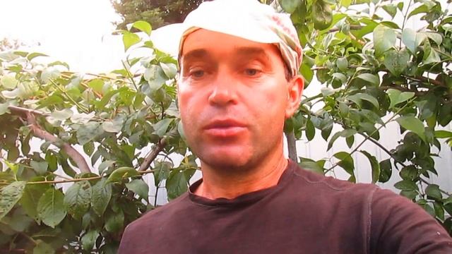 Почему нет урожая, а на других деревьях есть. смотреть онлайн