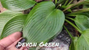 Хоста Devon Green....темно зелёная красотка...
