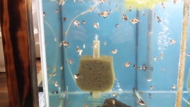 Чистка аквариумов и новый дом для молька. Часть 2. смотреть онлайн