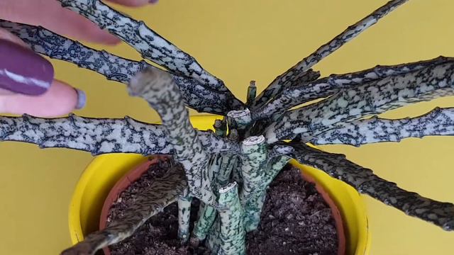 DEAD STICK PLANT CARE TIPS | Euphorbia Platyclada Dead Stick plant | How to take care of euphorbia смотреть онлайн