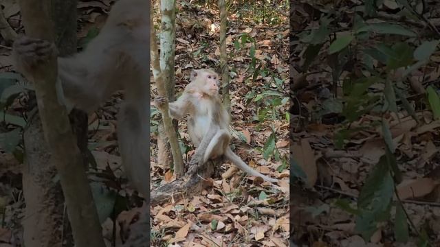 обезьяны на дереве смотреть онлайн