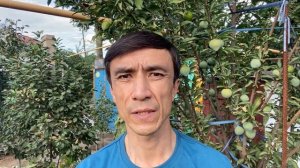 Почему яблоня сбрасывает свои плоды. Почему опадают яблоки. Что делать и как помочь яблоне