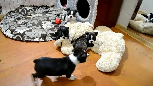 Щенки Бостон Терьеры смотреть онлайн