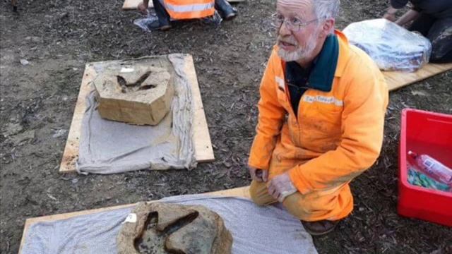 В Новой Зеландии найдены следы древней гигантской птицы без крыл смотреть онлайн