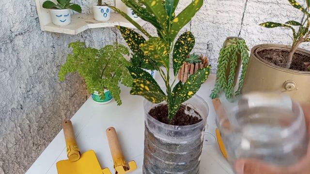 Como Plantar Cróton em Vaso - 2 Formas Diferentes смотреть онлайн