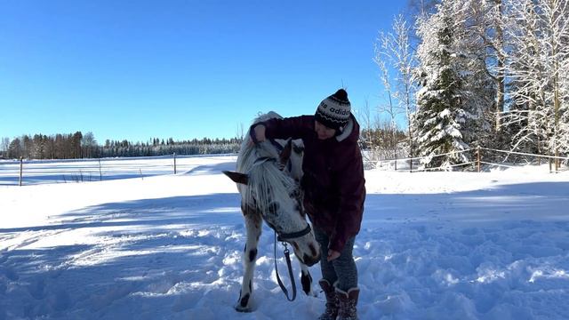 Как научить лошадь уступкам смотреть онлайн