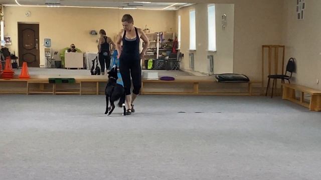 Как научить собаку командам Дрессировка собаки Танцы с собакой Брина. № 1. Элементы. 30.12.2022 г. смотреть онлайн