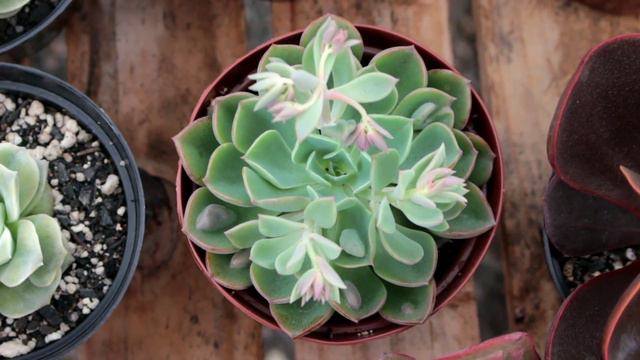 SUCULENTAS PERFEITAS!!! Acabaram de chegar!!! смотреть онлайн
