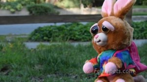 Feisty Films Episode 1: Invasion of the Feisty Pets