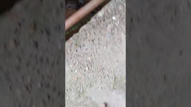 #КрысиныйРай Уфа Транспортная 46/1 ЖЭУ 56 смотреть онлайн