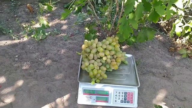 Виноград Огненный, Дубовский, Криптон, Преображение 2020 смотреть онлайн