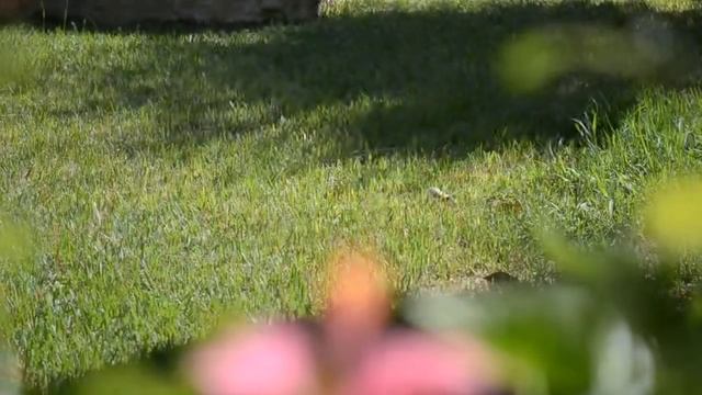 Nikon 85 f3.5 macro VR af-s Dx & Nikon D3100 Hibiscus смотреть онлайн