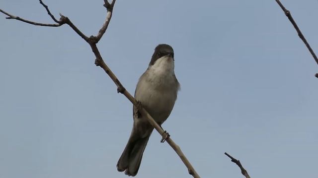 Canon sx70 hs fhd смотреть онлайн