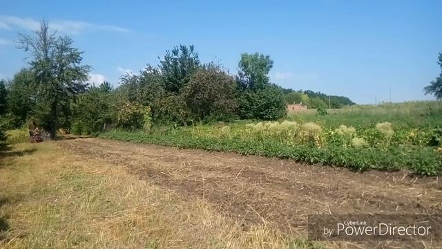 Лущение стерни фрезерным культиватором. смотреть онлайн