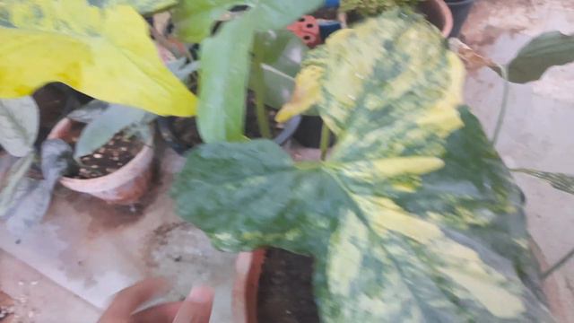 My Beautiful Syngonium Aurea | Rare Syngonium Indoor Plant #gardening #plants #indoorplants #rare
