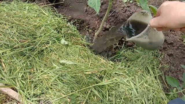 Клубники будет завались! Подкормите этим во время цветения! смотреть онлайн