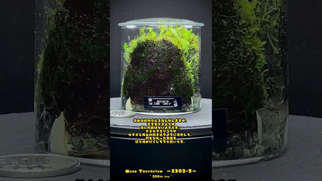 Moss Terrarium ～2303-5～ Long Ver. コケリウム #terrarium #苔テラリウム #苔 #moss смотреть онлайн