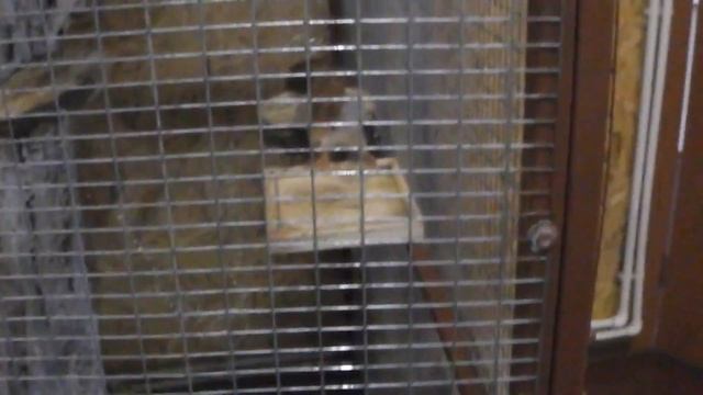 Зоодворик "Золотой Фазан" смотреть онлайн