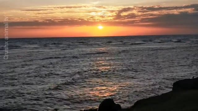 Coral Sun Beach Safaga Teil 2