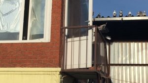 ? Николаевские голуби на перелёте. Обзор Николаевских голубей 2018. Николаевские голуби Украина.