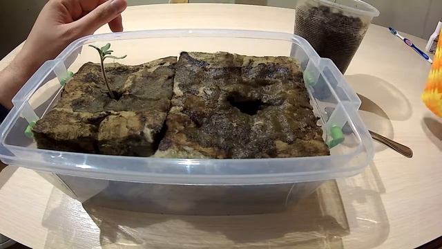 Распикировка рассады томата, в кубик минеральной ваты. смотреть онлайн