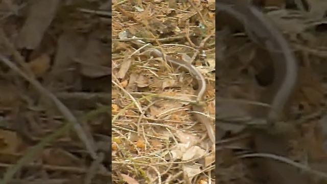 Веретеница - ящерица без ног. Куршская коса смотреть онлайн