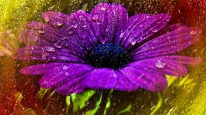 Футаж. Цветы под дождём 6