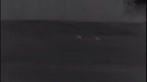 Охота на волка с тепловизором.Ваба.18 марта 2020 г.